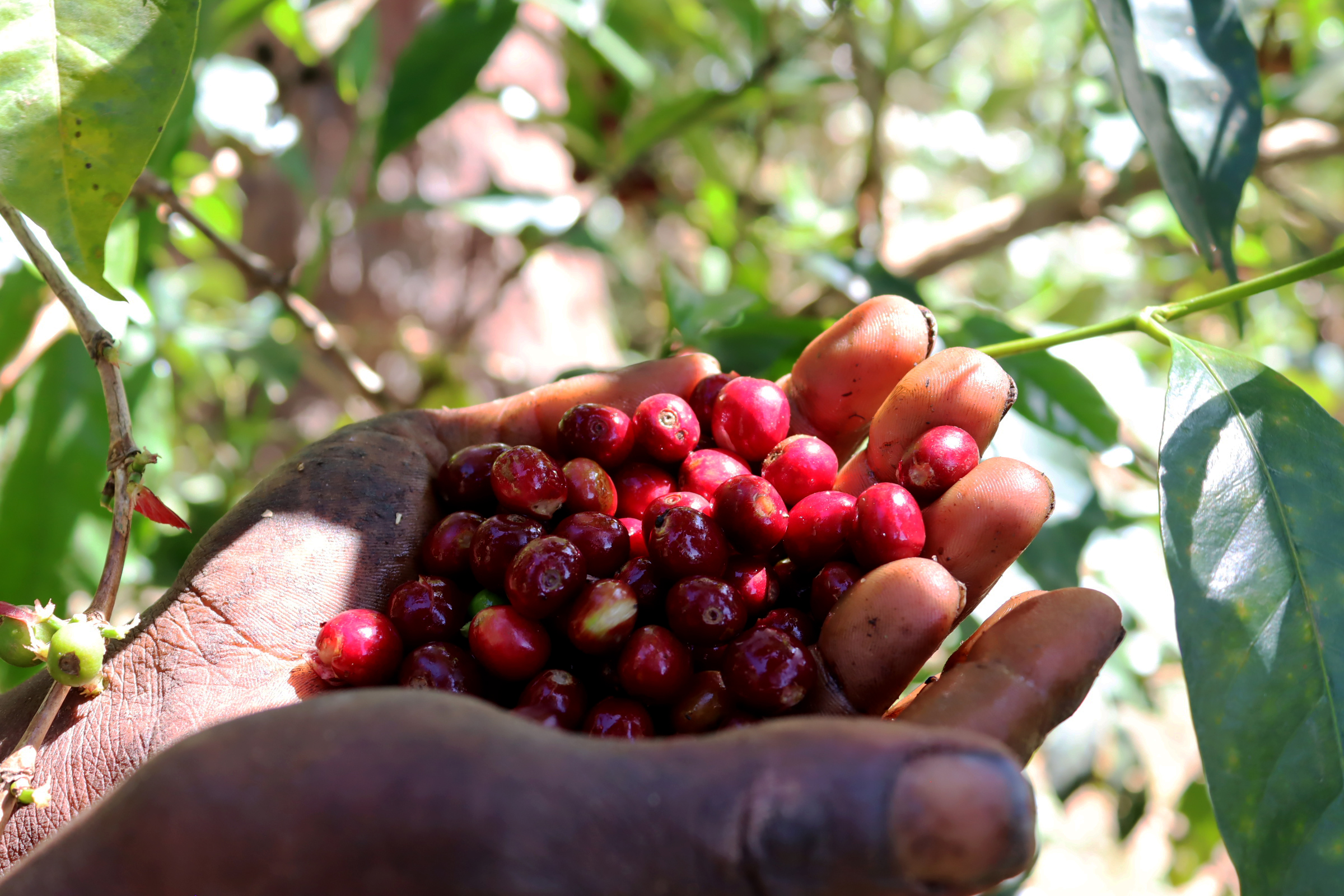 Ethiopia 2025/2026 Coffee Harvest — Guji Insights from Dimtu Coffee Industry
